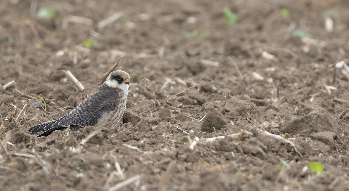 Red-footed Falcon - ML642110151
