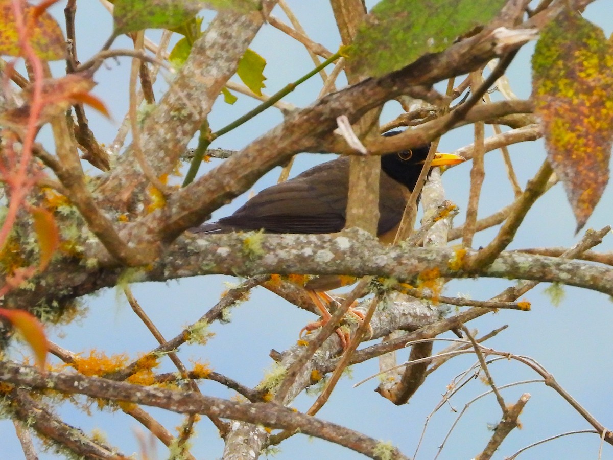 Black-hooded Thrush - ML642110156
