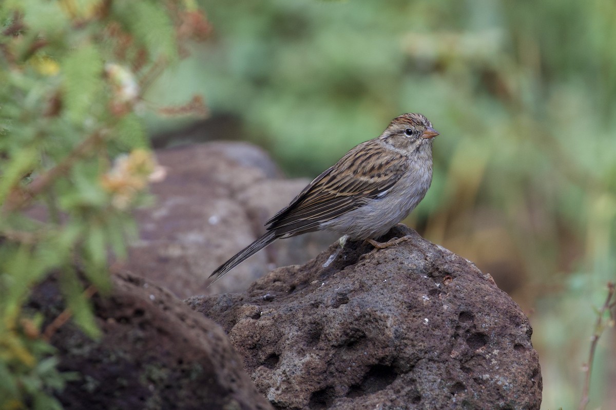 Chipping Sparrow - ML642110157