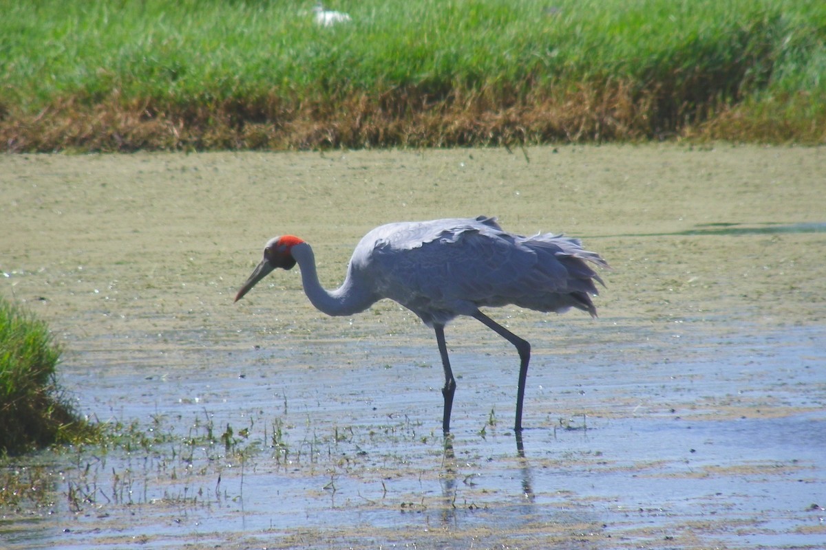 Brolga kurriloa - ML642110159