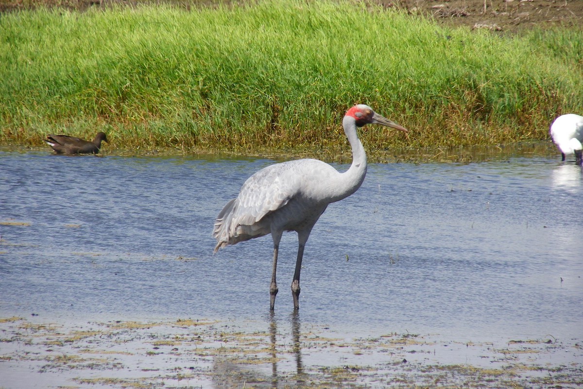 Brolga kurriloa - ML642110160
