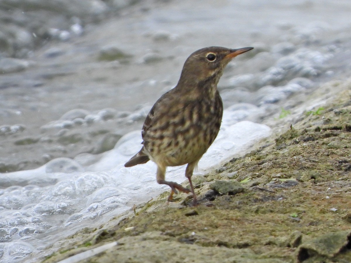 Rock Pipit - ML642110190