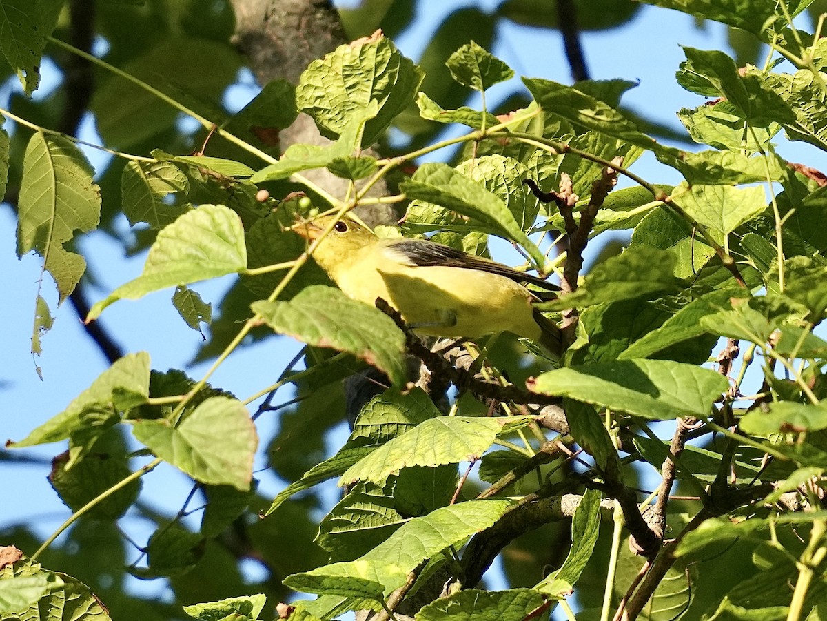 Scarlet Tanager - ML642110193