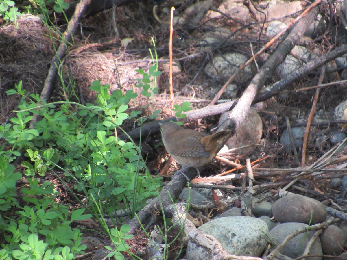 Southern House Wren - ML642110198