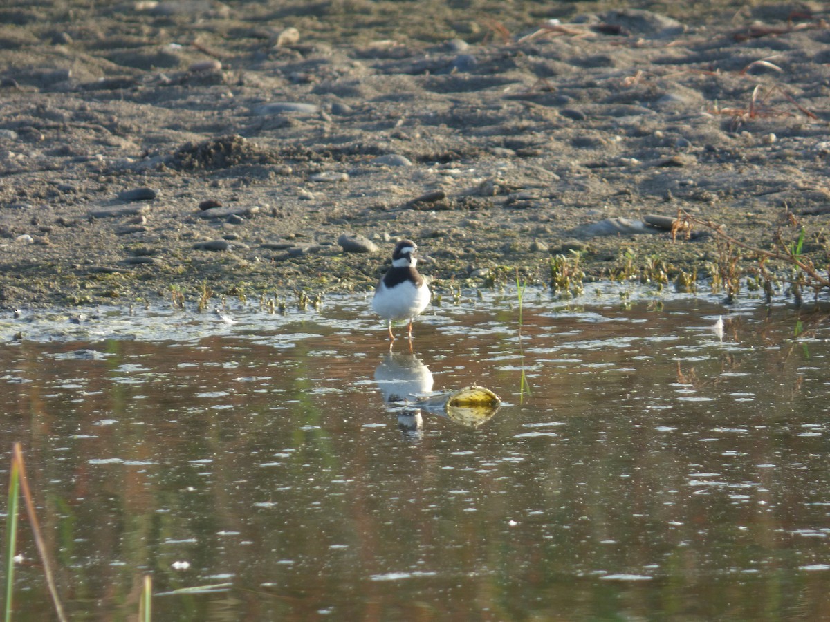 Sandregenpfeifer - ML642110199