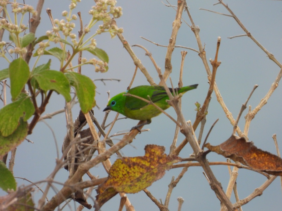 Blue-naped Chlorophonia - ML642110211