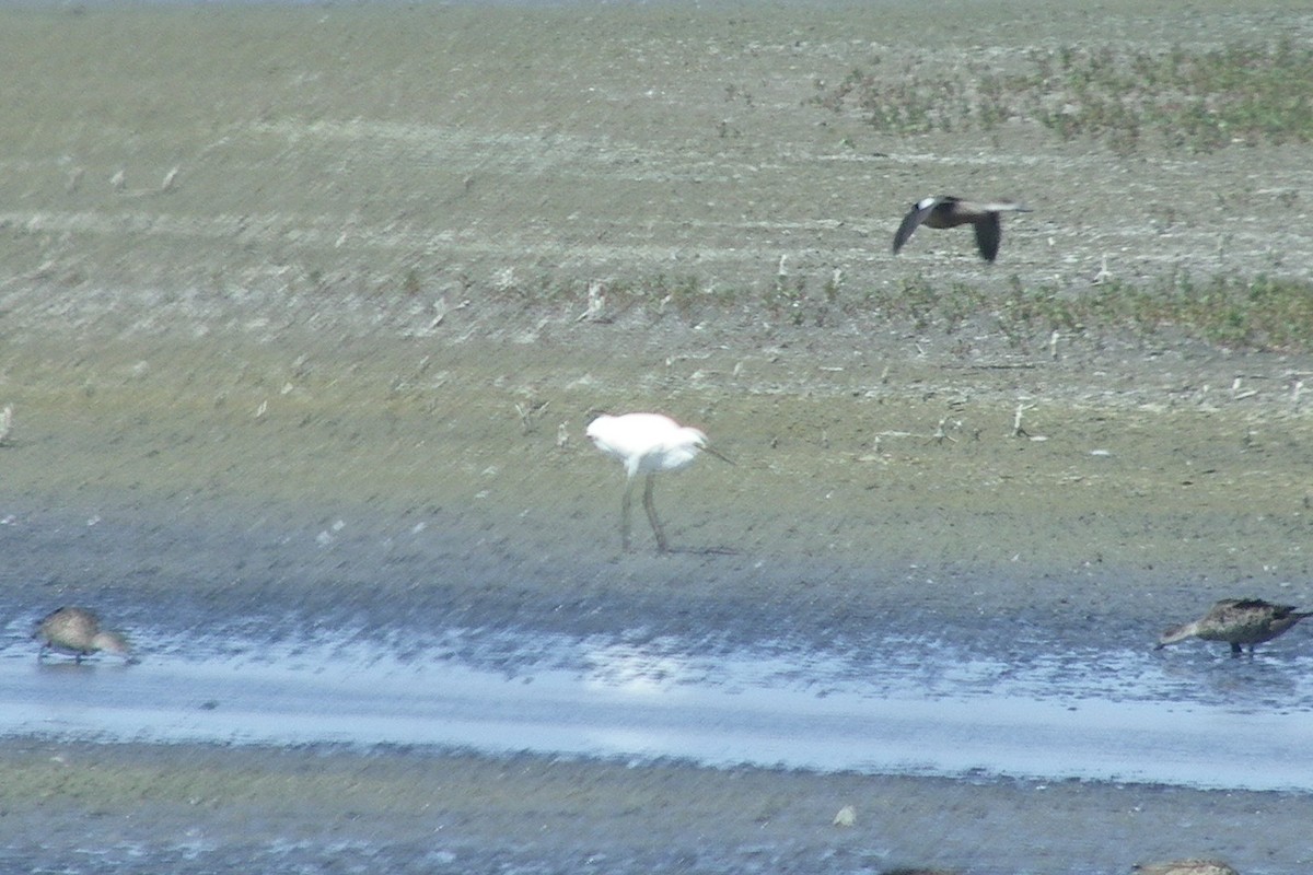 Koartzatxo txikia - ML642110245