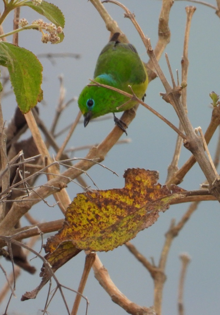 Blue-naped Chlorophonia - ML642110259