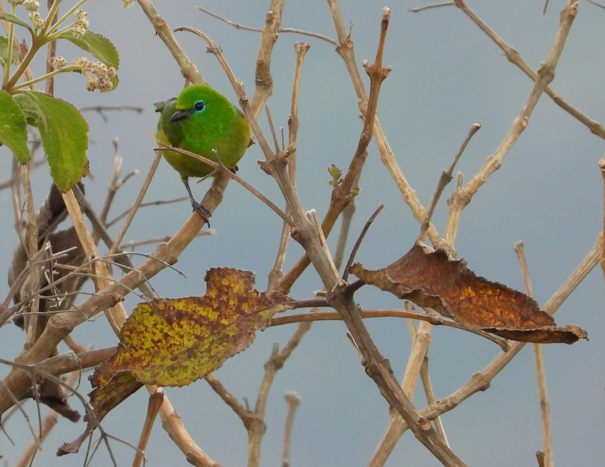 Blue-naped Chlorophonia - ML642110274