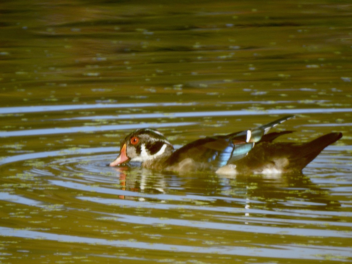 Canard branchu - ML642110289
