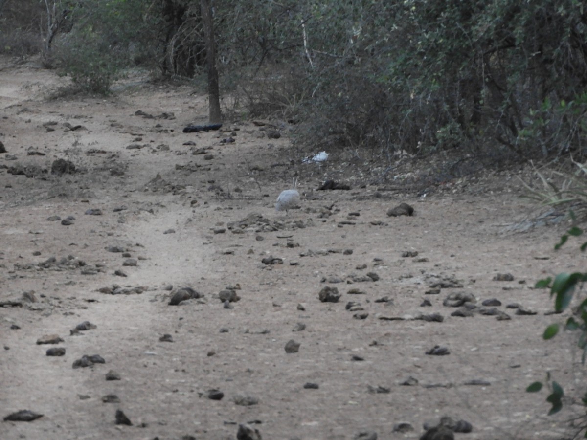 Quebracho Crested-Tinamou - ML642110291