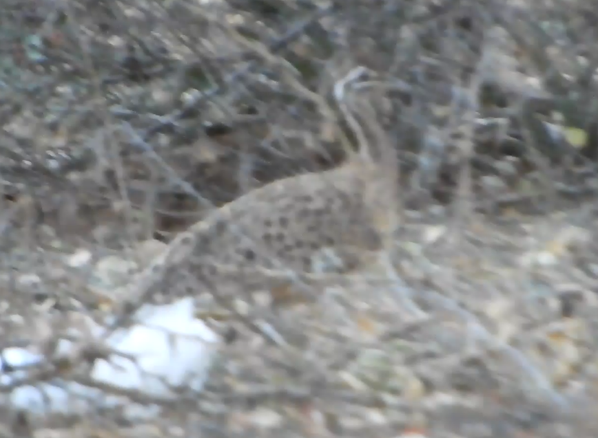 Quebracho Crested-Tinamou - ML642110305