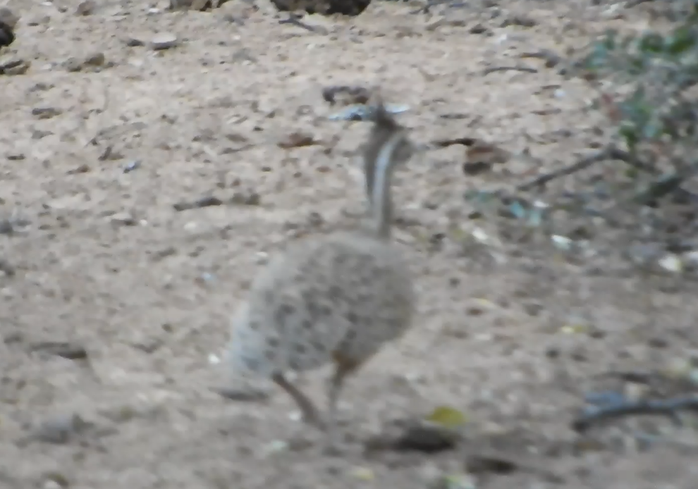 Quebracho Crested-Tinamou - ML642110306