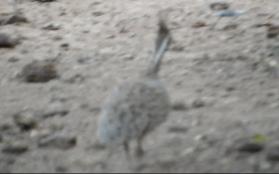 Quebracho Crested-Tinamou - ML642110307