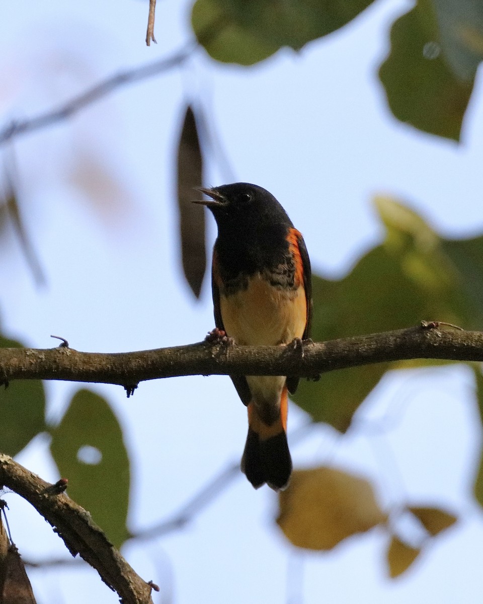 Paruline flamboyante - ML642110337