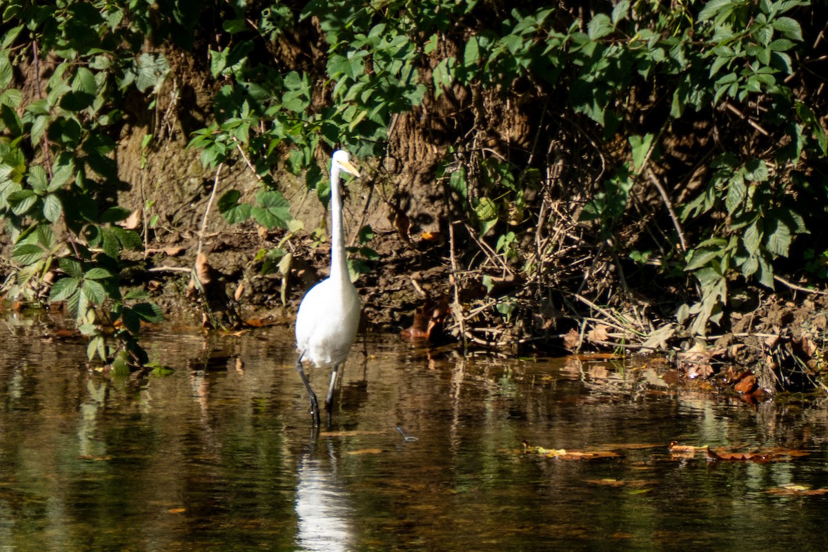 Grande Aigrette - ML642110346
