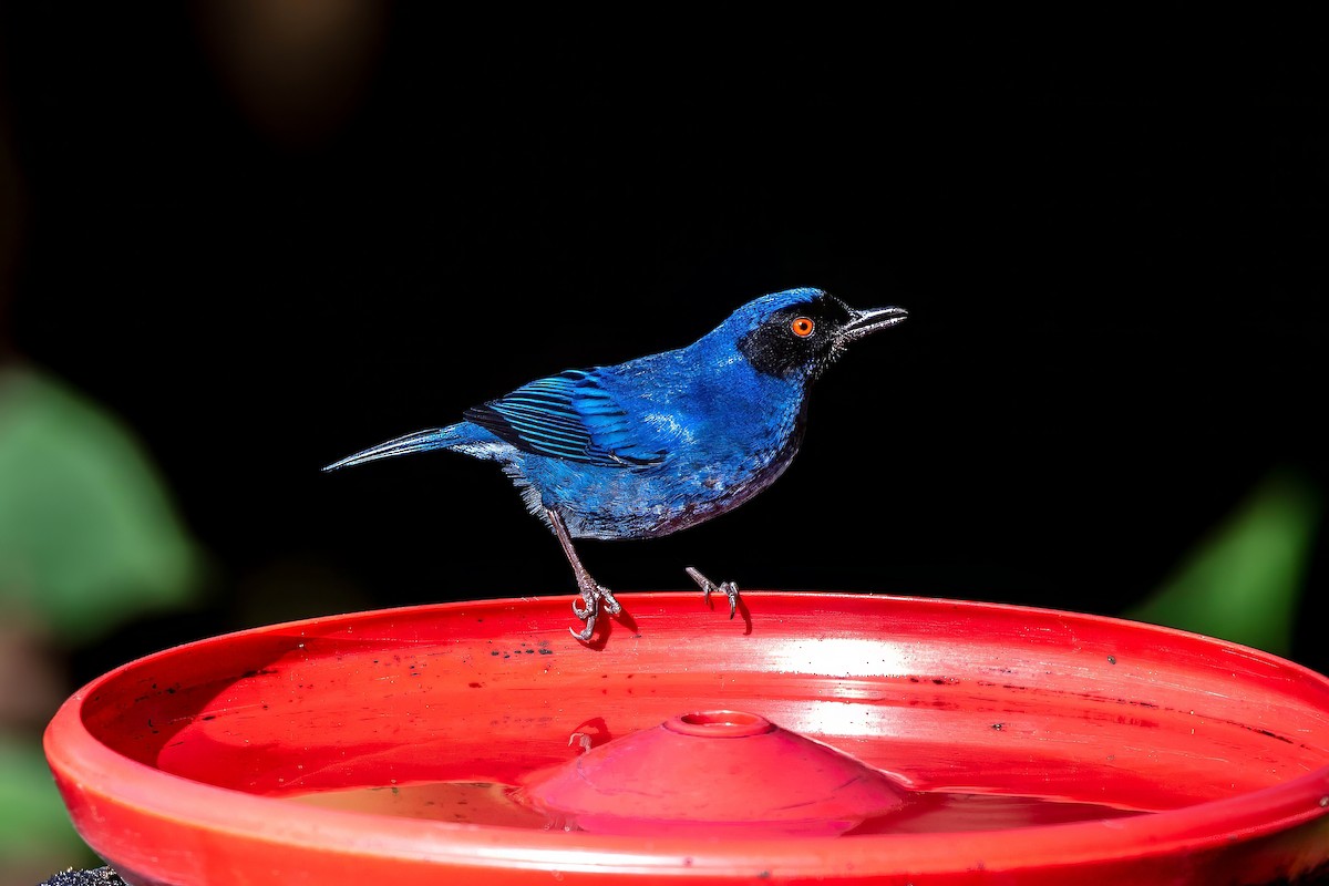 Masked Flowerpiercer - ML642110349
