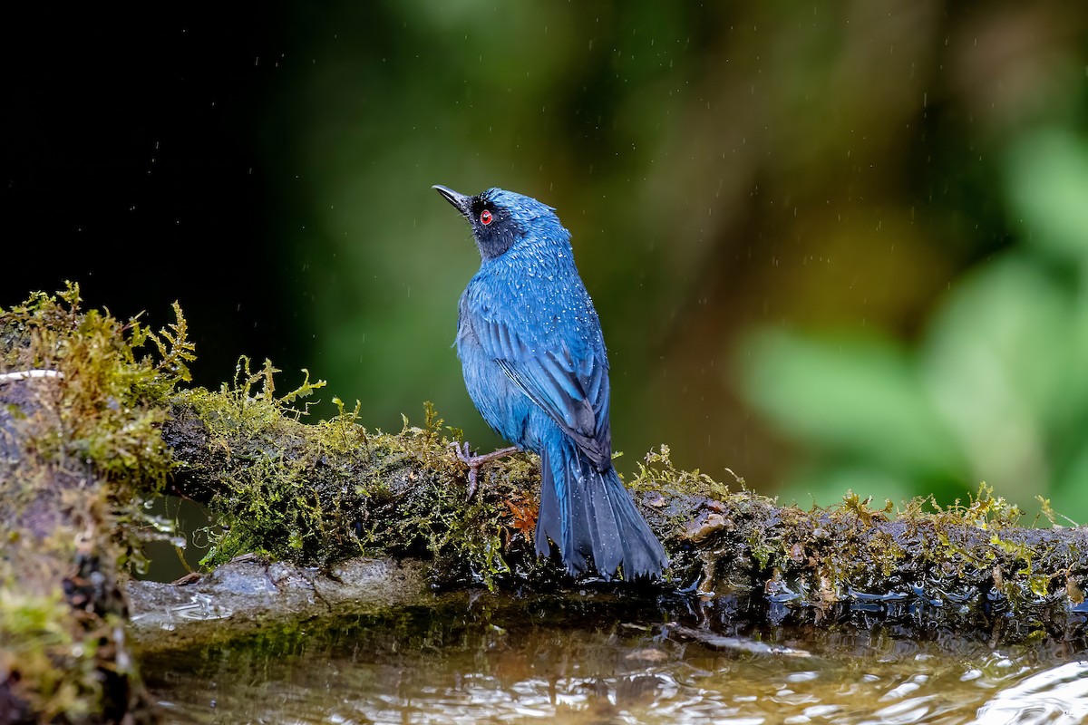 Masked Flowerpiercer - ML642110350