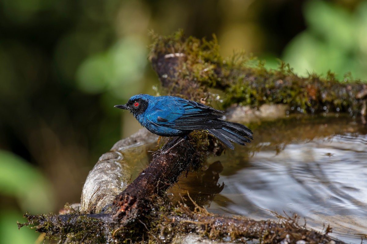 Masked Flowerpiercer - ML642110353