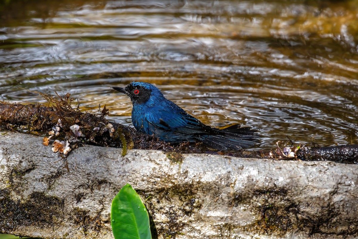 Masked Flowerpiercer - ML642110357