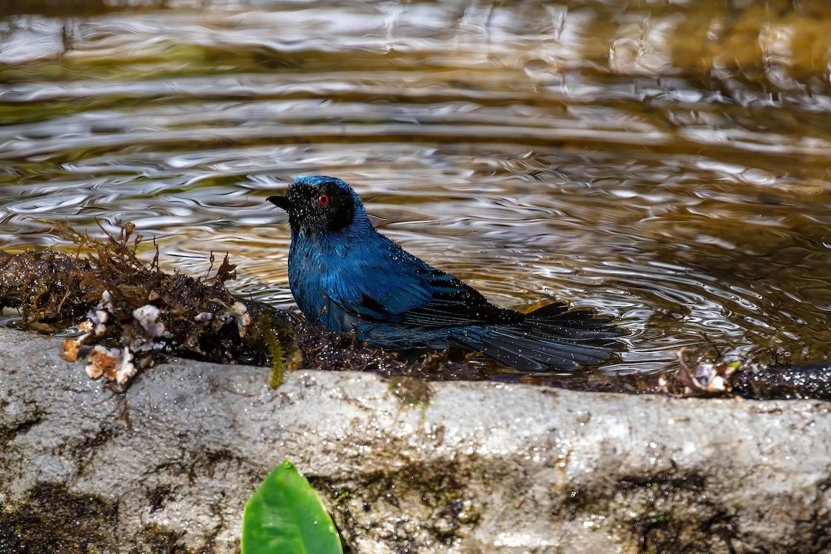 Masked Flowerpiercer - ML642110358