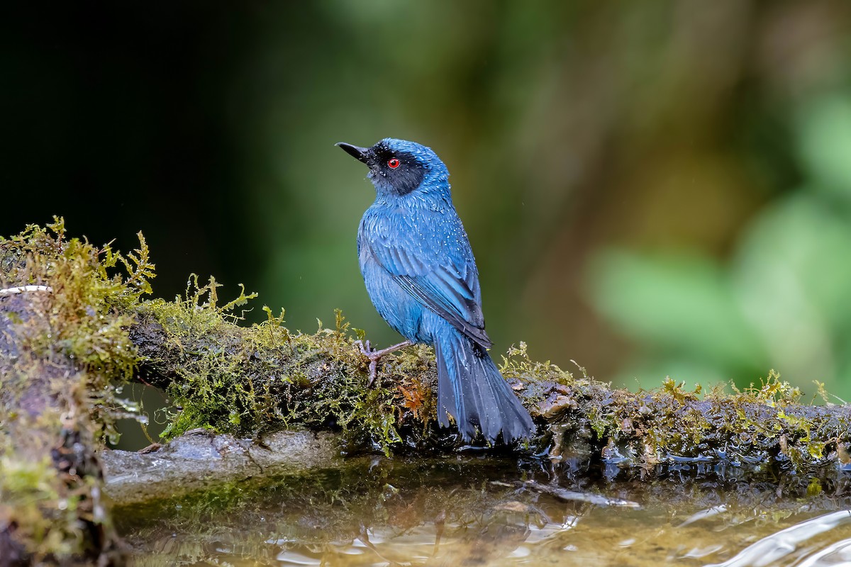 Masked Flowerpiercer - ML642110360