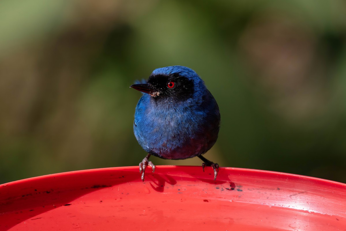 Masked Flowerpiercer - ML642110365