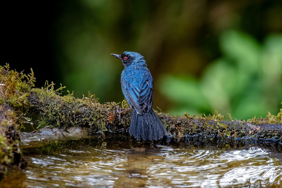 Masked Flowerpiercer - ML642110368