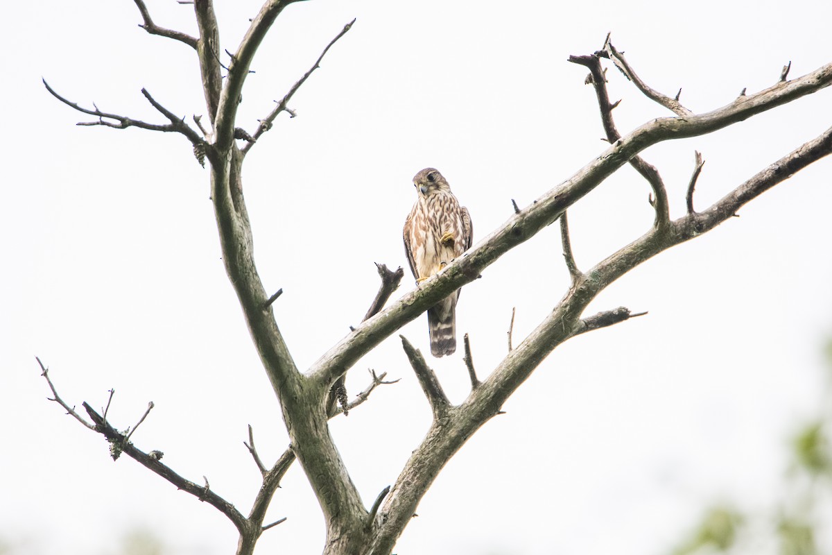Faucon émerillon (columbarius) - ML642110374