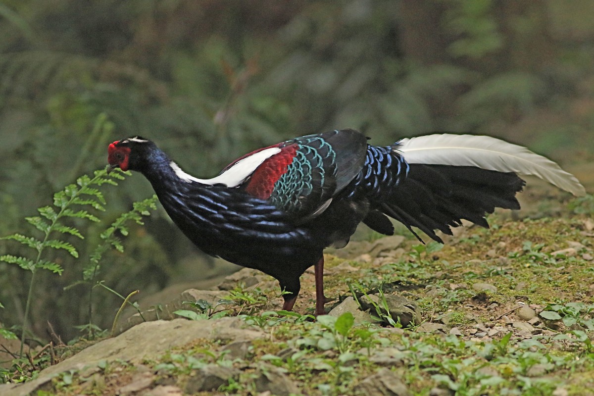 藍腹鷴 - ML642110375