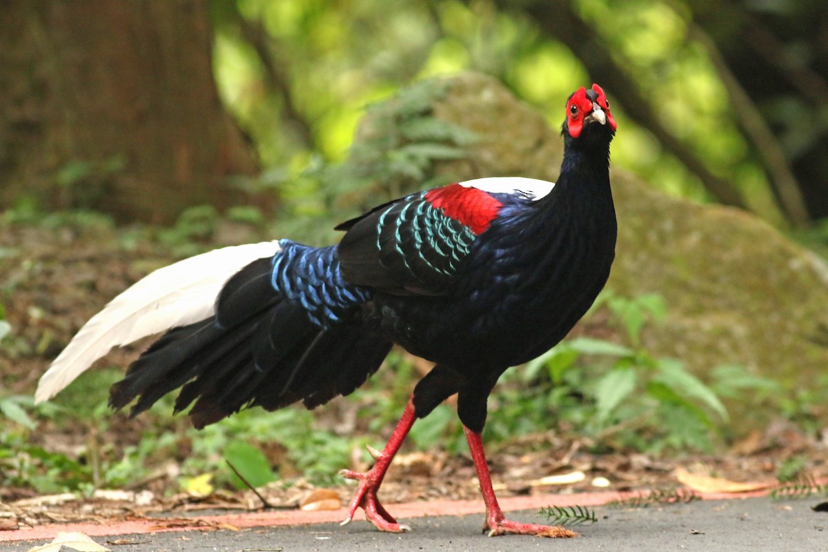 藍腹鷴 - ML642110376