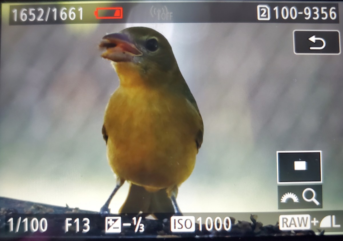 Summer Tanager - ML642110377