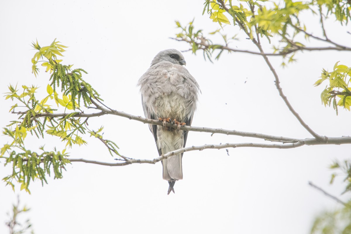 Mississippi Kite - ML642110395