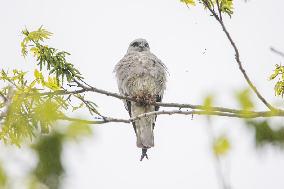Mississippi Kite - ML642110396