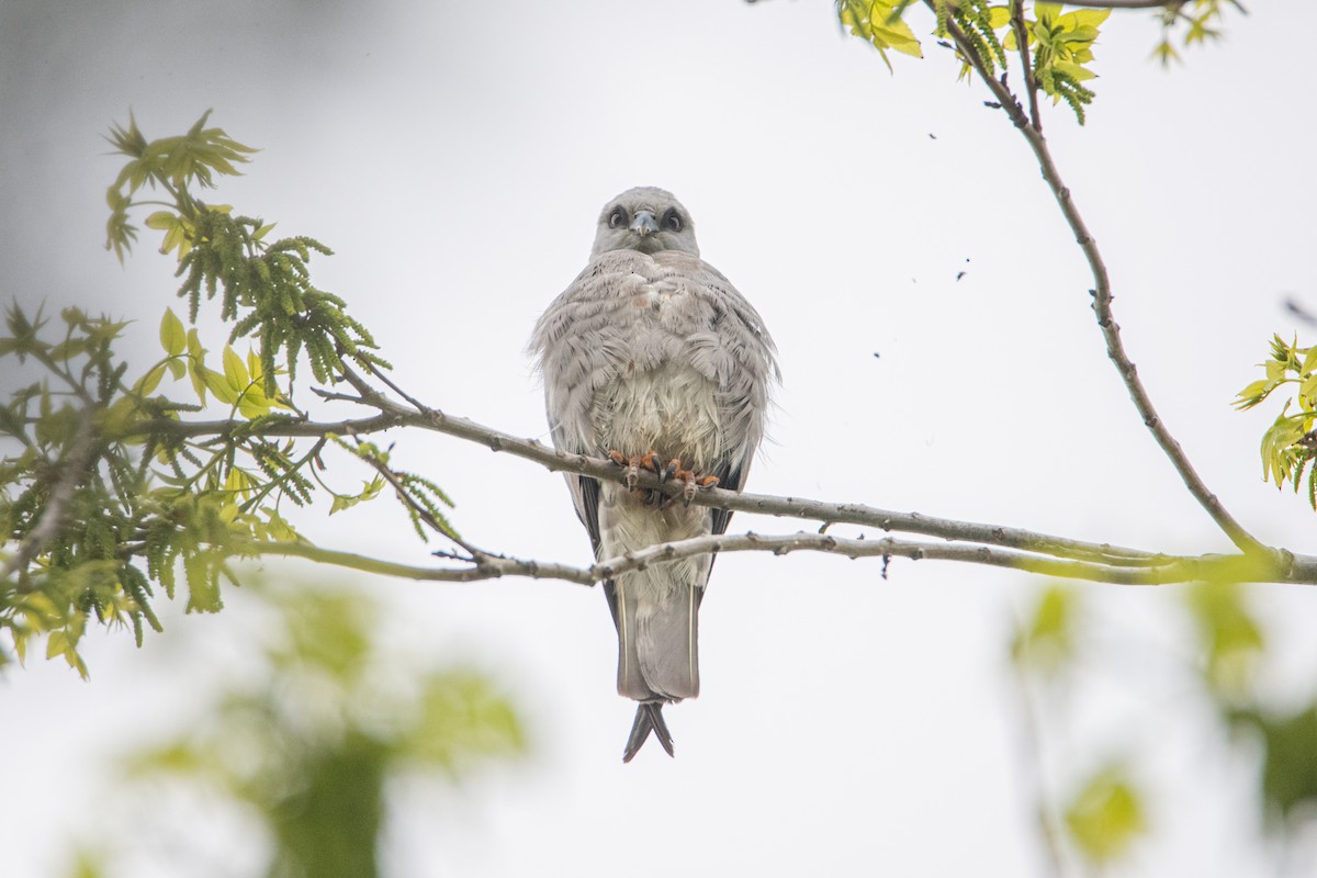 Mississippi Kite - ML642110397