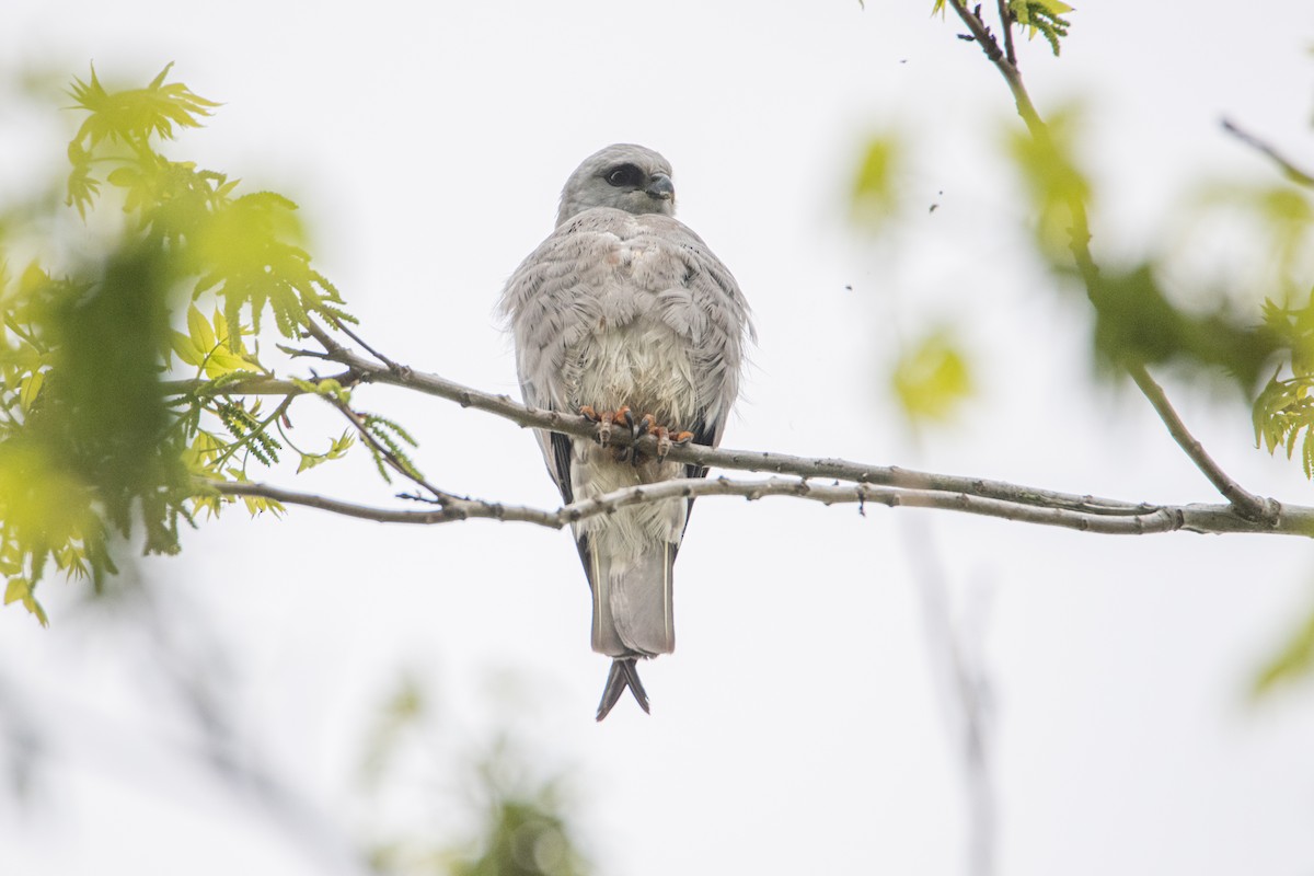Mississippi Kite - ML642110398