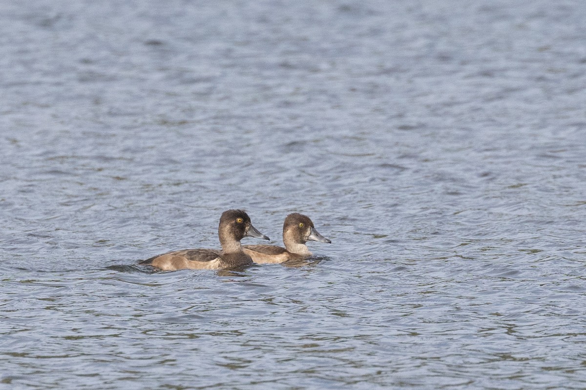 Ring-necked Duck - ML642110401