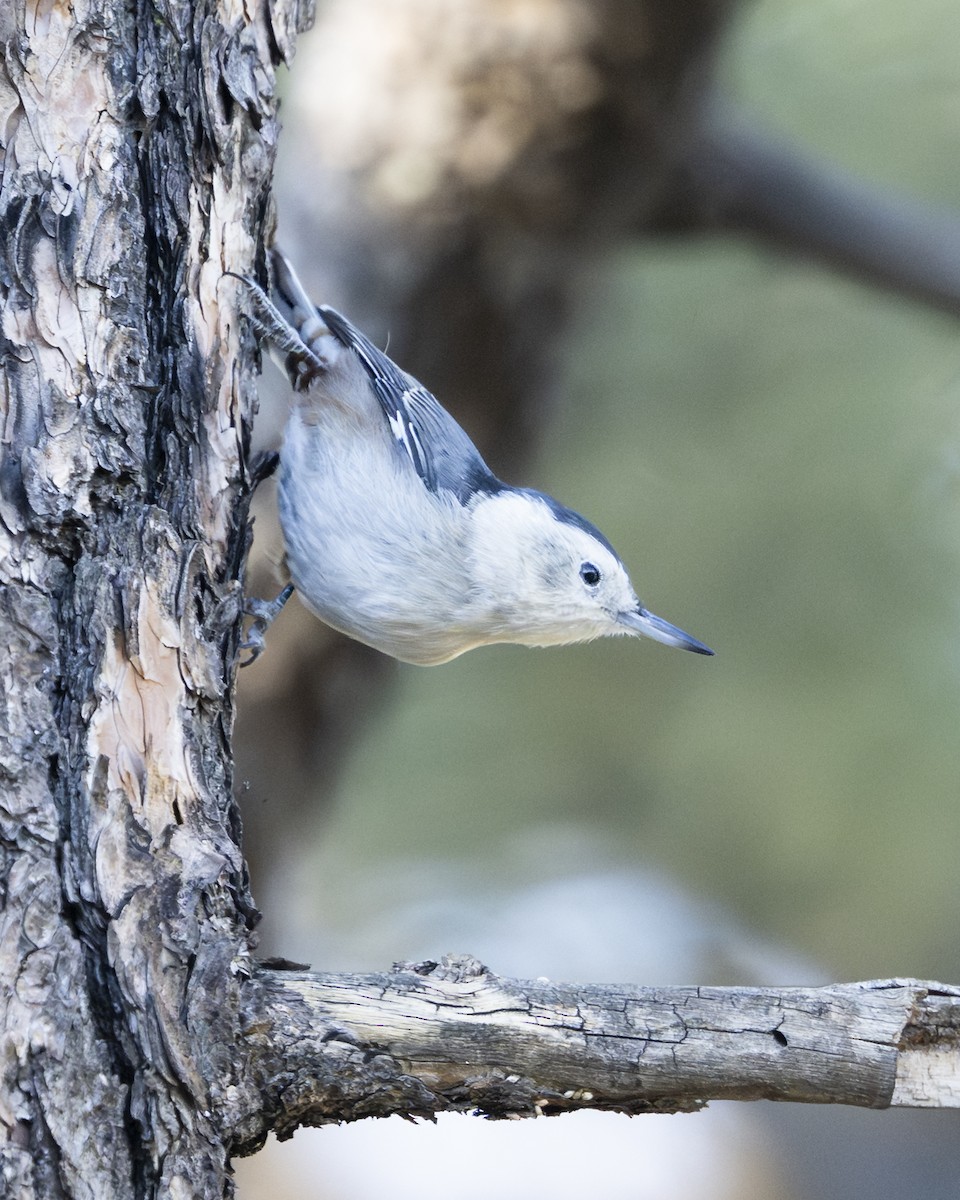 White-breasted Nuthatch - ML642110402