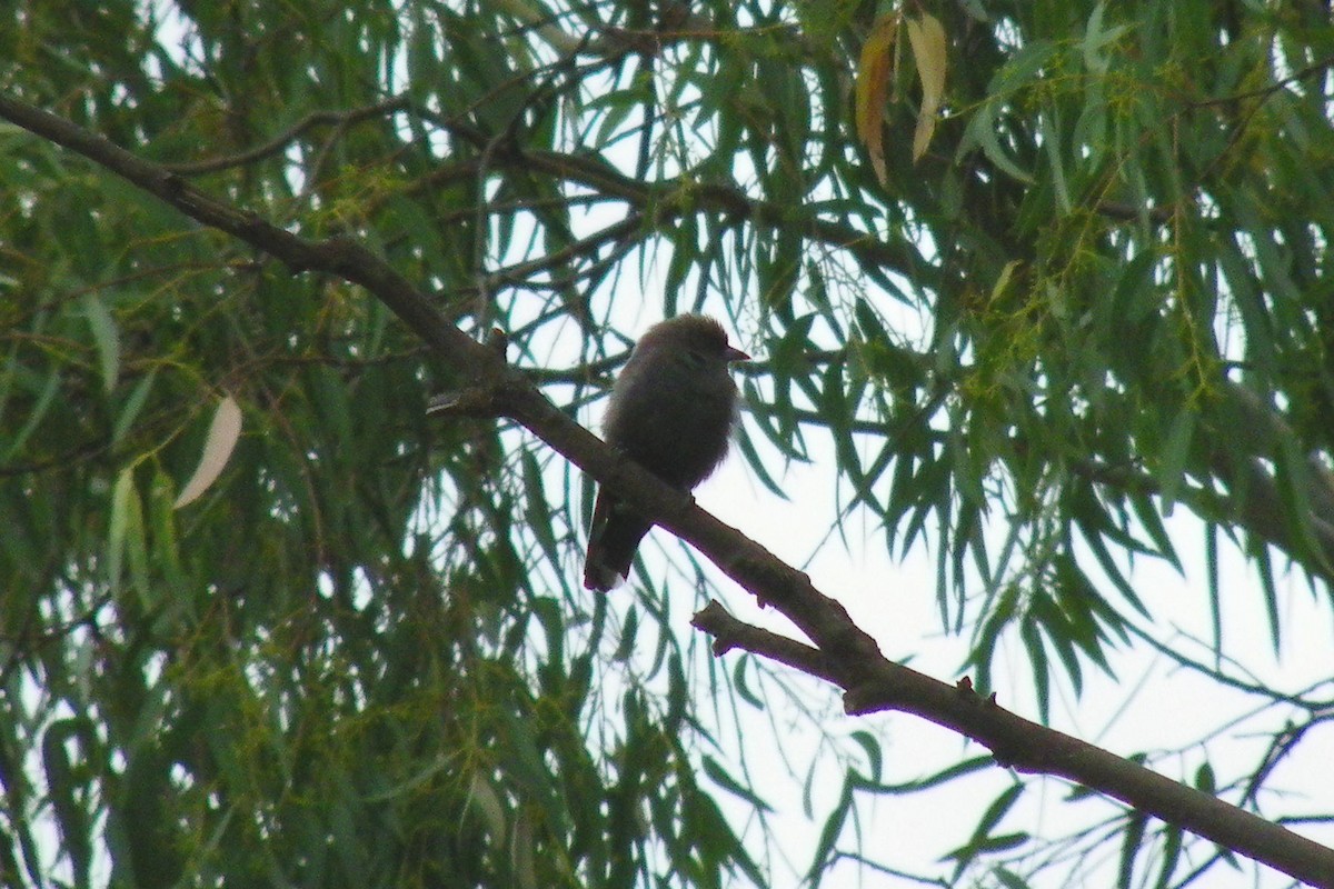 Dusky Woodswallow - ML642110417