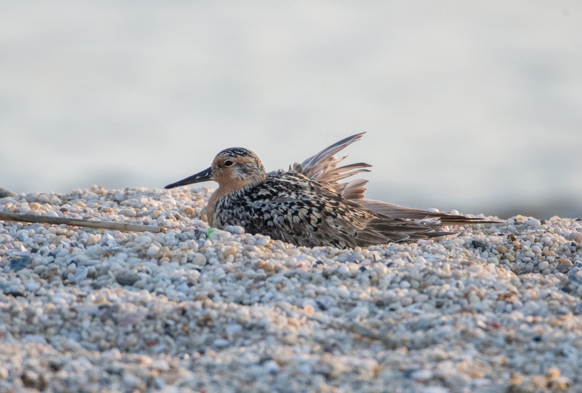 Red Knot - ML642110434