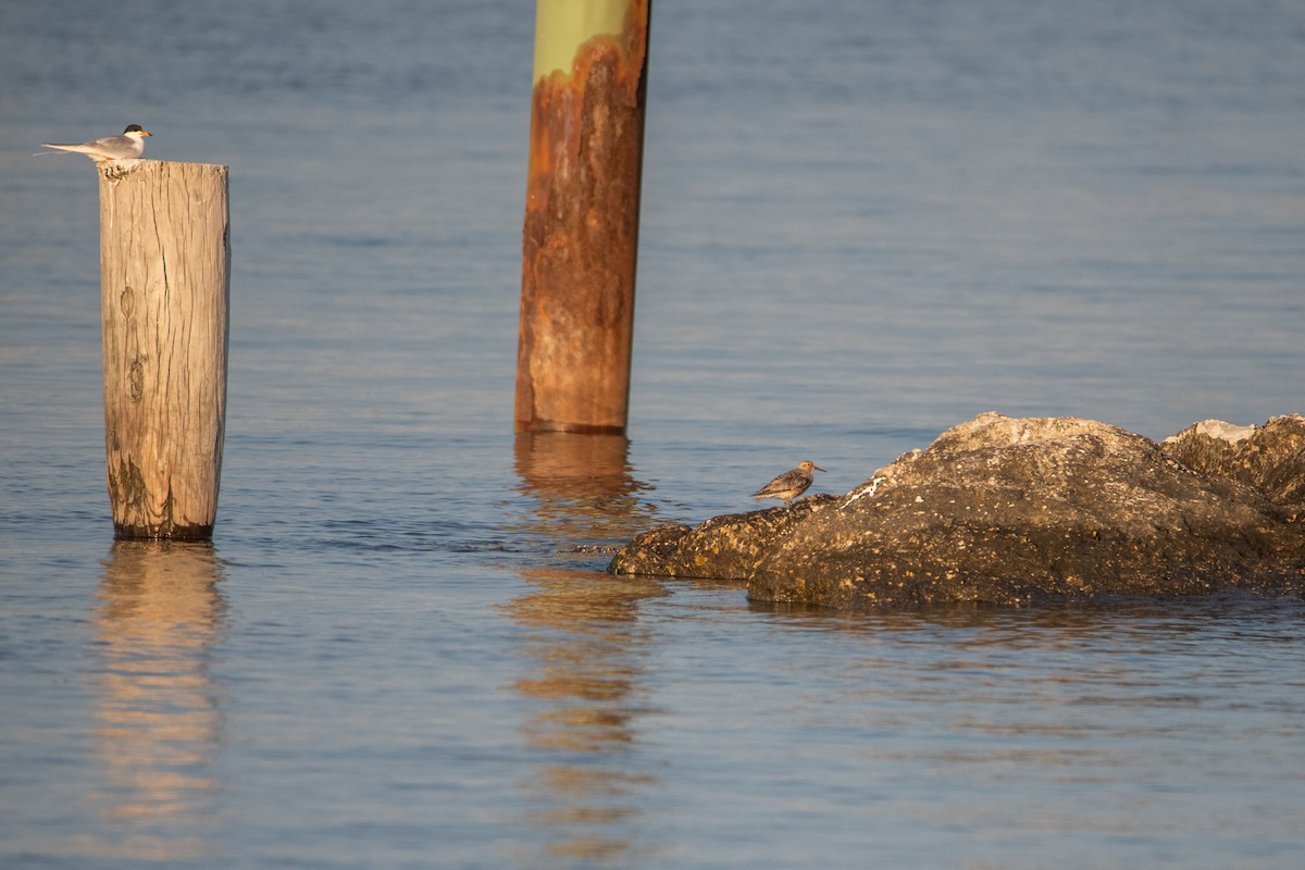 Red Knot - ML642110435