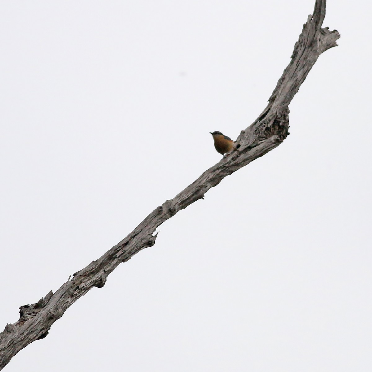 Sıvacı (sinensis/formosana) - ML642110437