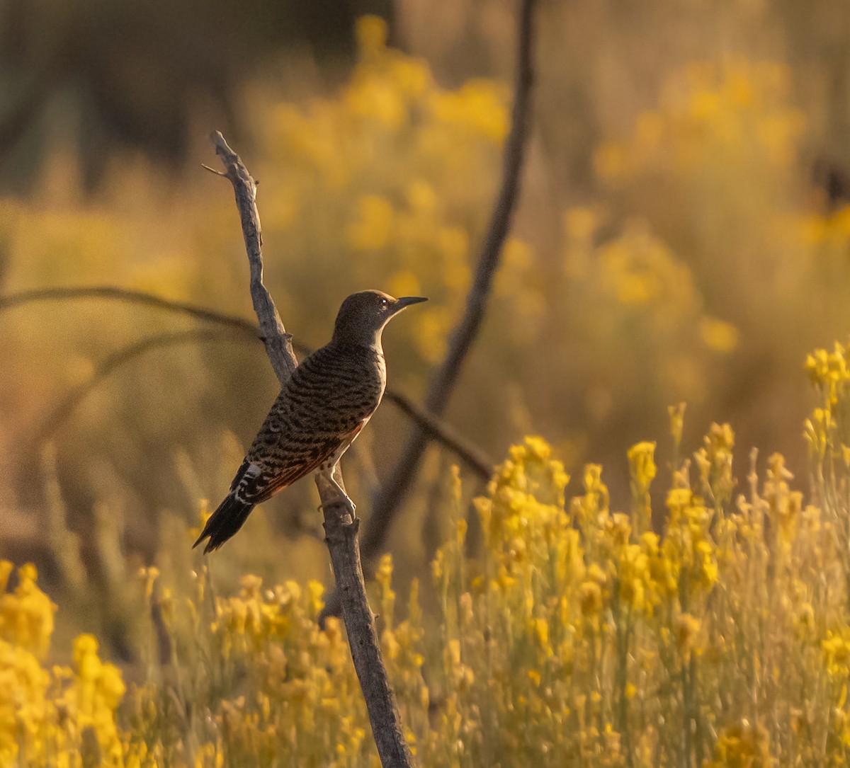 Northern Flicker (Red-shafted) - ML642110440