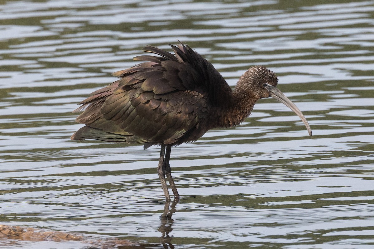Glossy Ibis - ML642110455