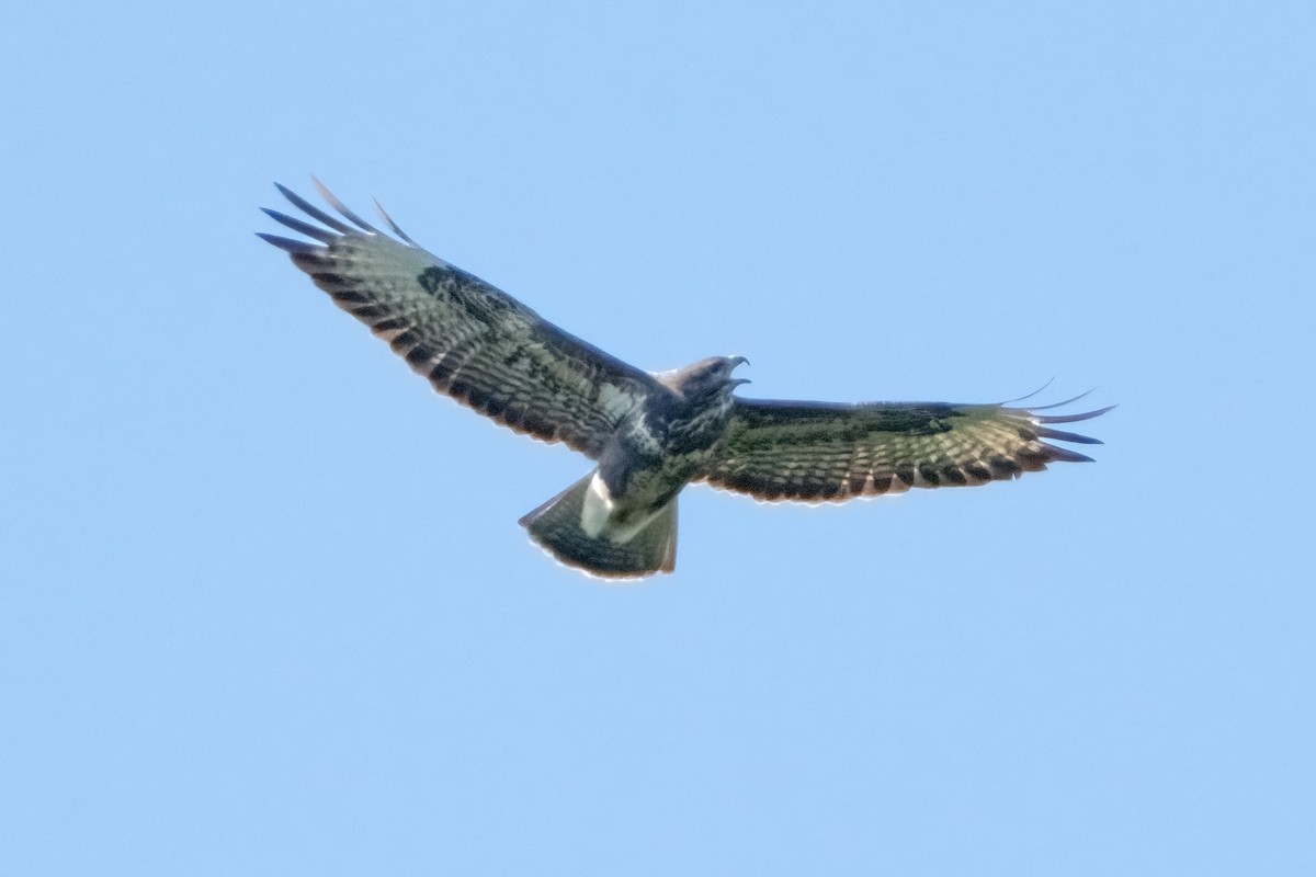 Şahin - ML642110467