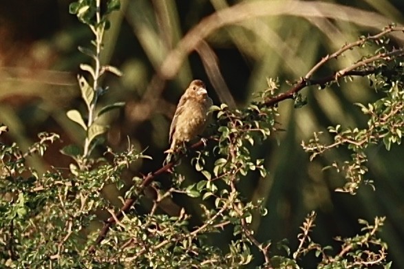 Mavi Çinte - ML642110476