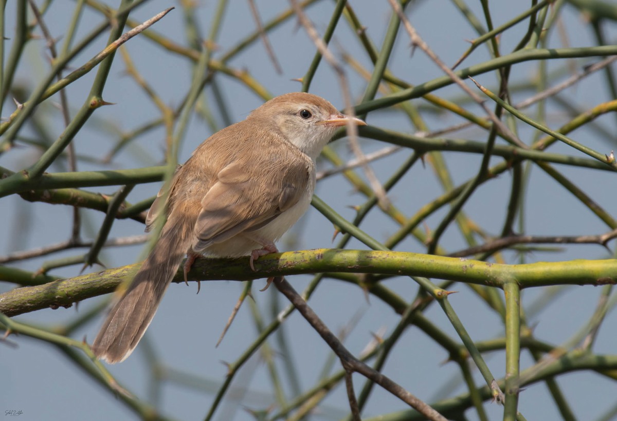 Prinia à front roux - ML642110497