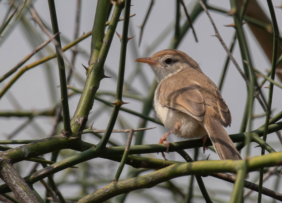 Prinia à front roux - ML642110498