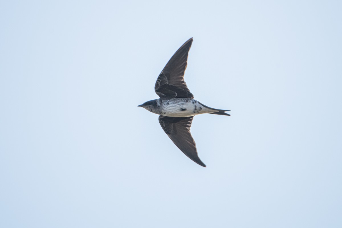 Purple Martin - ML642110513