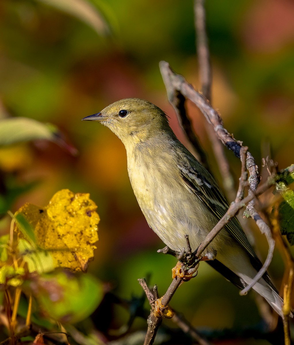 Blackpoll Warbler - ML642110514